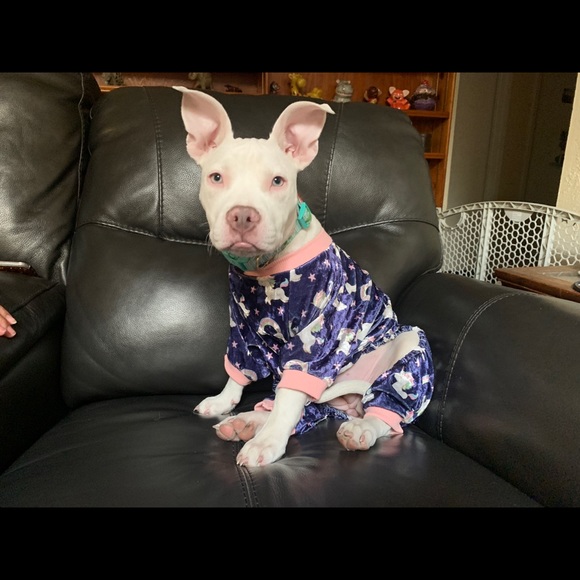 Meet your Posher, Jasmine - Picture 6 of 6